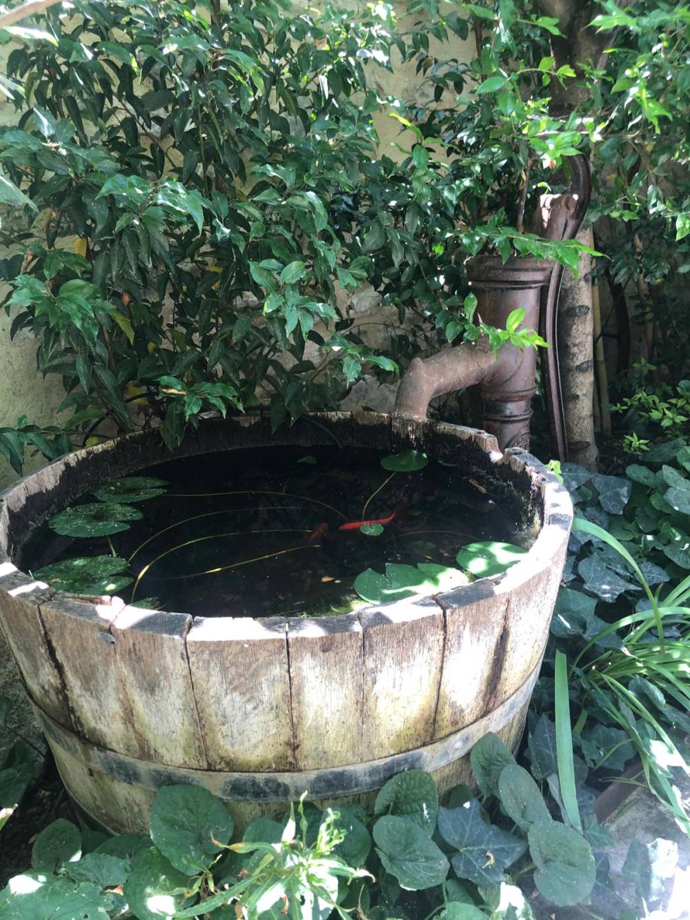 Arbre eau et sens