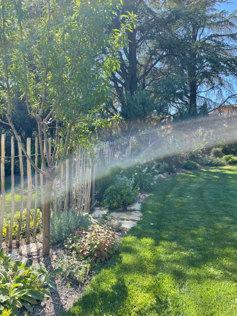 Arbre eau et sens