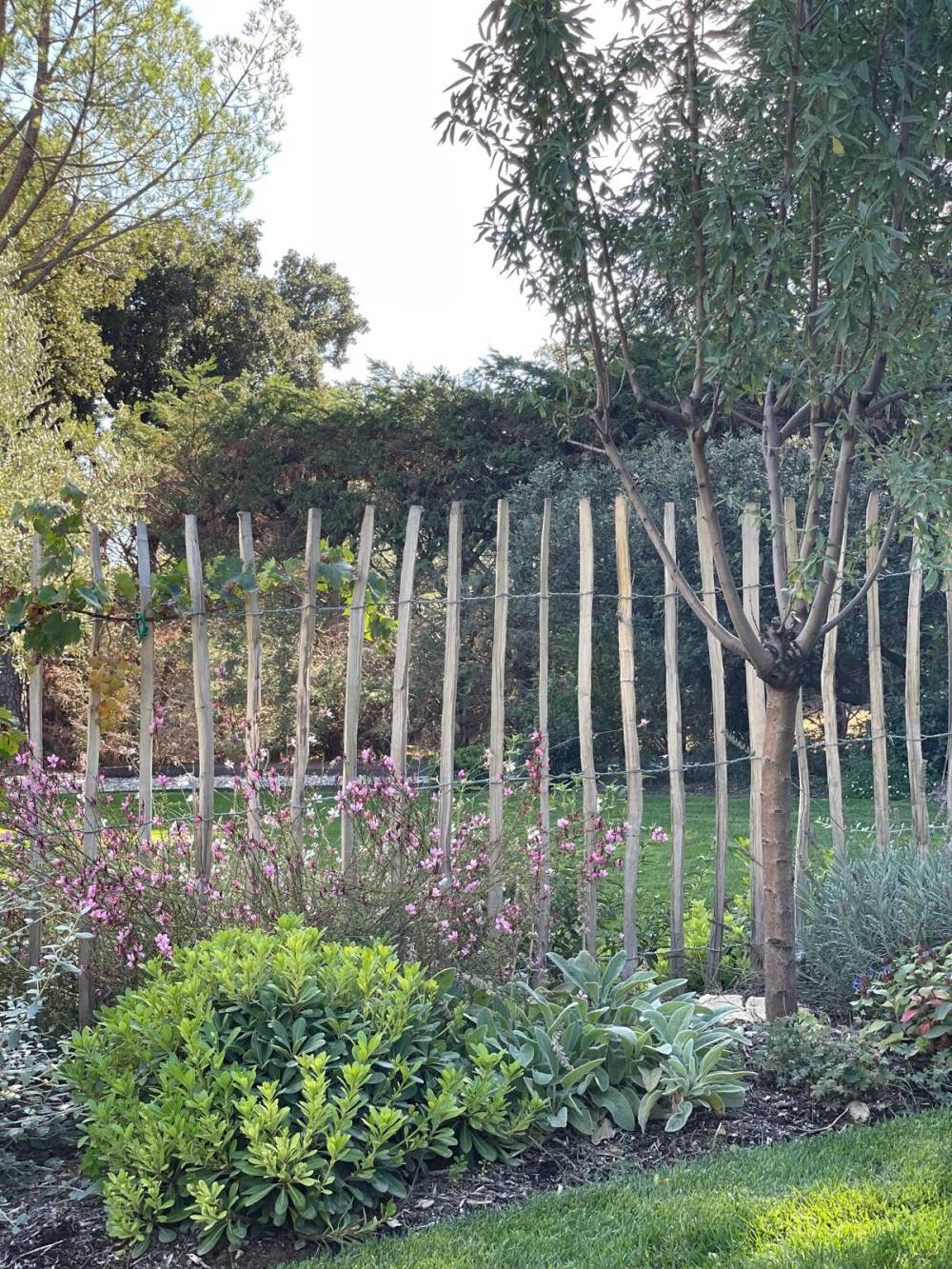 Arbre eau et sens