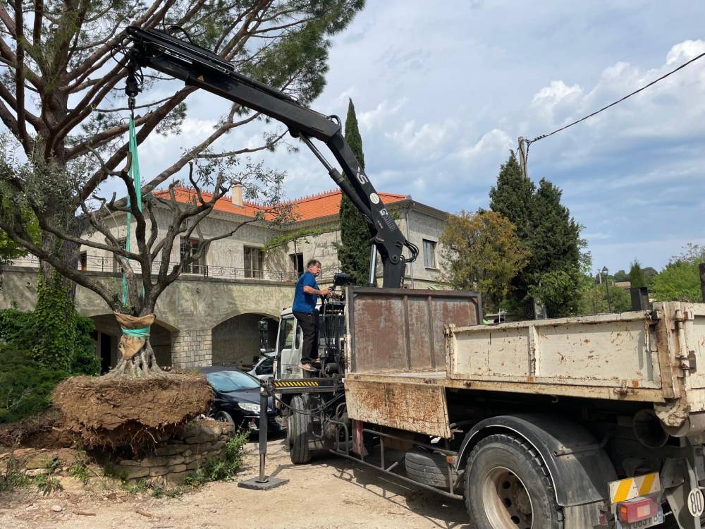 Arbre eau et sens